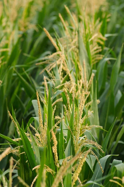 Corn plant — Stock Photo, Image