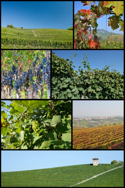 Vingårdarna i langhe — Stockfoto