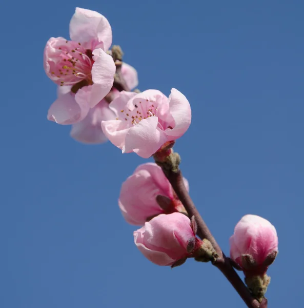 Peach trees in bloom — Stock Photo, Image