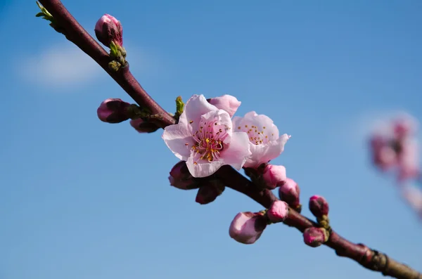 Persikoträd i blom — Stockfoto