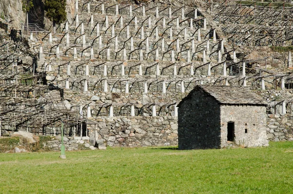 Vinhedos no Vale de Aosta — Fotografia de Stock