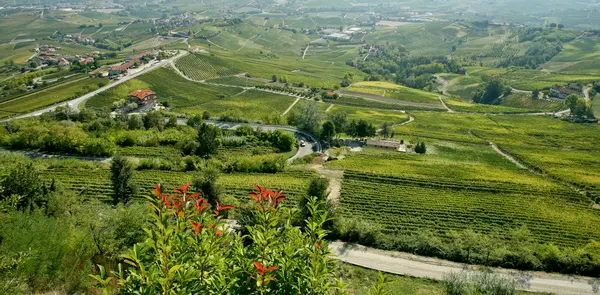 Vineyards in the Langhe — Stock Photo, Image