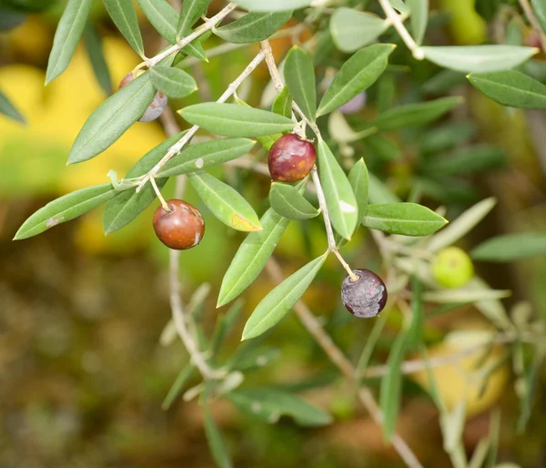 Olives — Stock Photo, Image