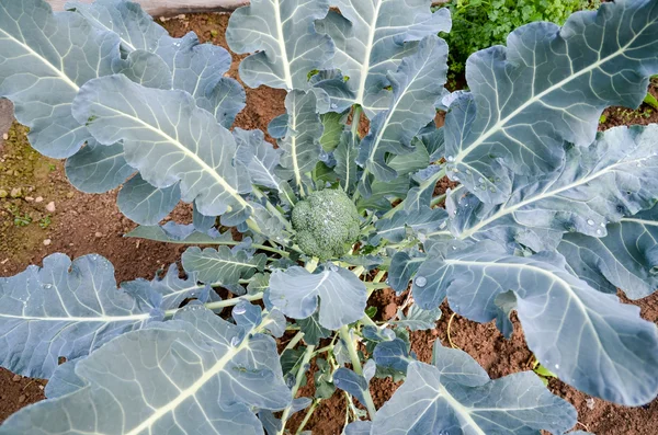 Cauliflower — Stock Photo, Image