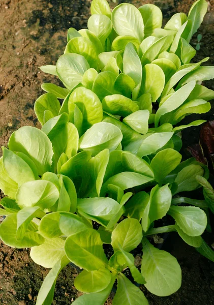 Lettuce — Stock Photo, Image