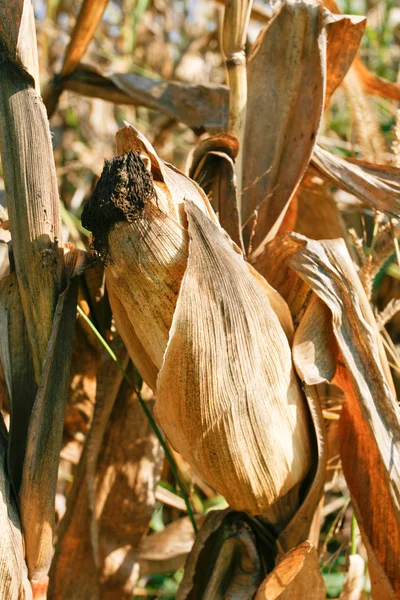 Ears of corn — Stock Photo, Image