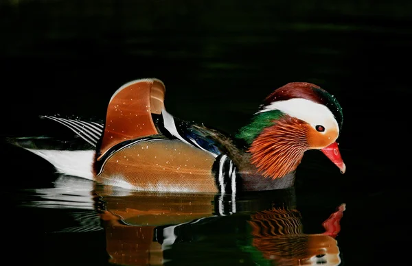 Mandarinenente — Stockfoto