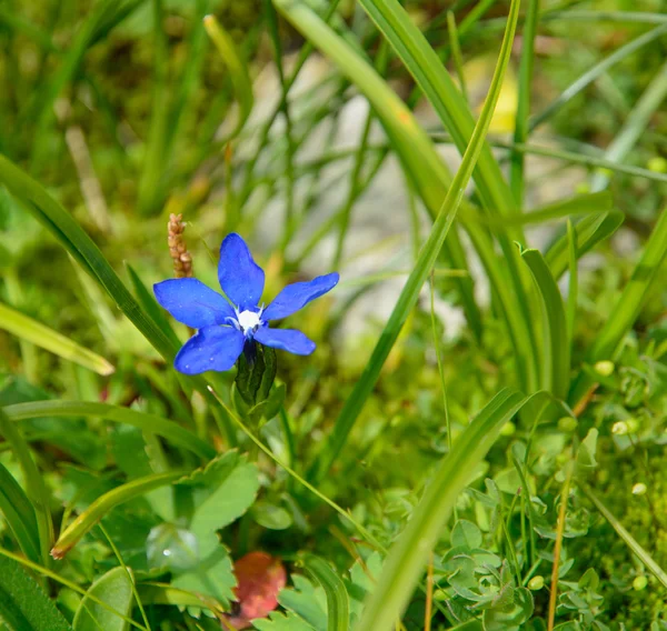 Periwinkle. — Foto de Stock