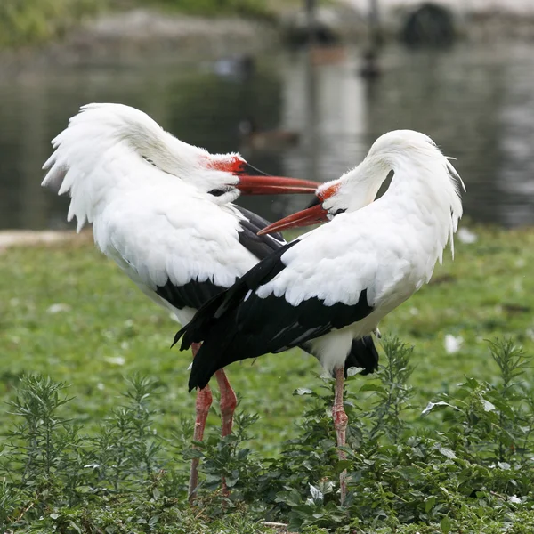 Cegonhas brancas durante o namoro — Fotografia de Stock
