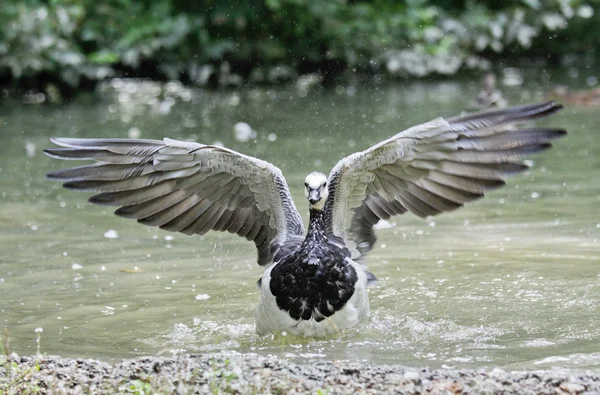 Wild duck — Stock Photo, Image