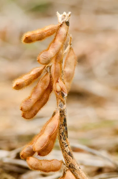 Peulen soja — Stockfoto