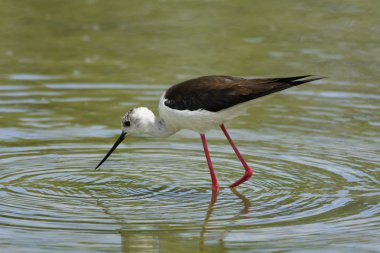 Himantopus