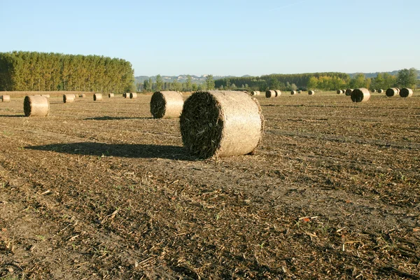 Strohballen — Stockfoto