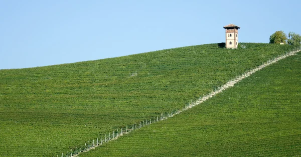 Vineyard in Piedmont — Stock Photo, Image