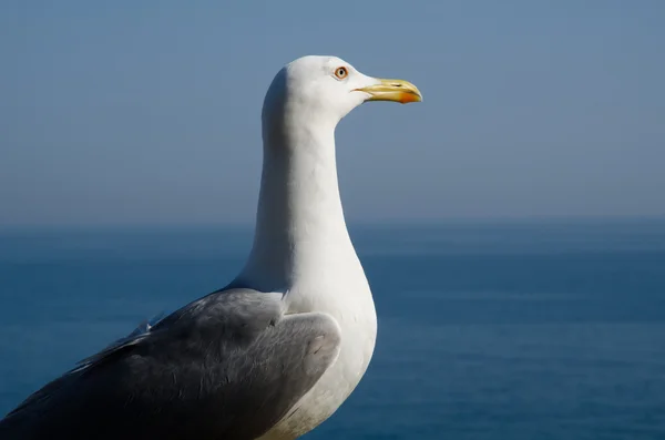 Möwe — Stockfoto