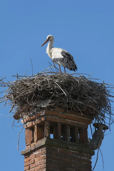 Ooievaar in zijn nest — Stockfoto