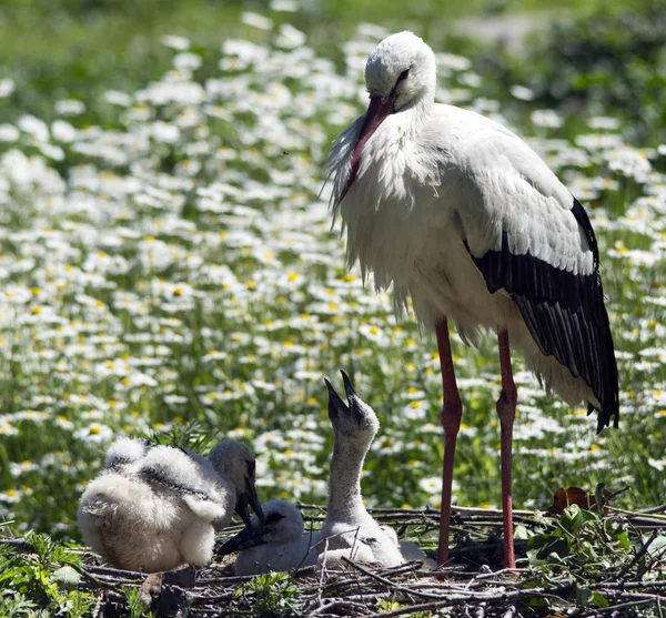 Stork in its nest with offspring — Stock Photo, Image