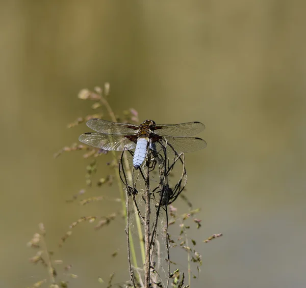Dragonfly - Orthetrum albistylum — Stock Photo, Image