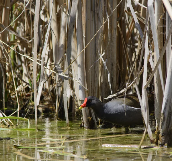 Moorhen — Stock Photo, Image