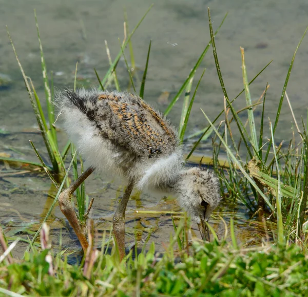 Piliç - Himantopus — Stok fotoğraf