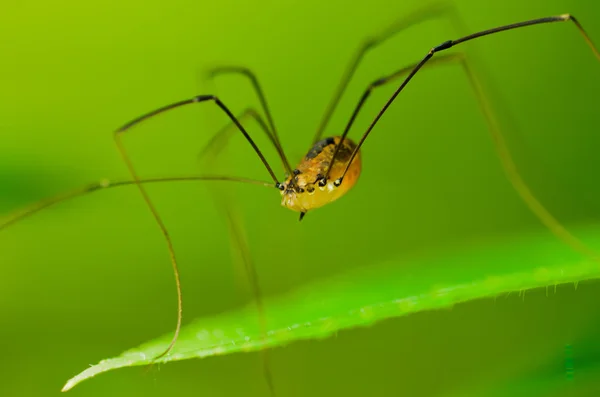 Spider Phalangium opilio — Stock Photo, Image