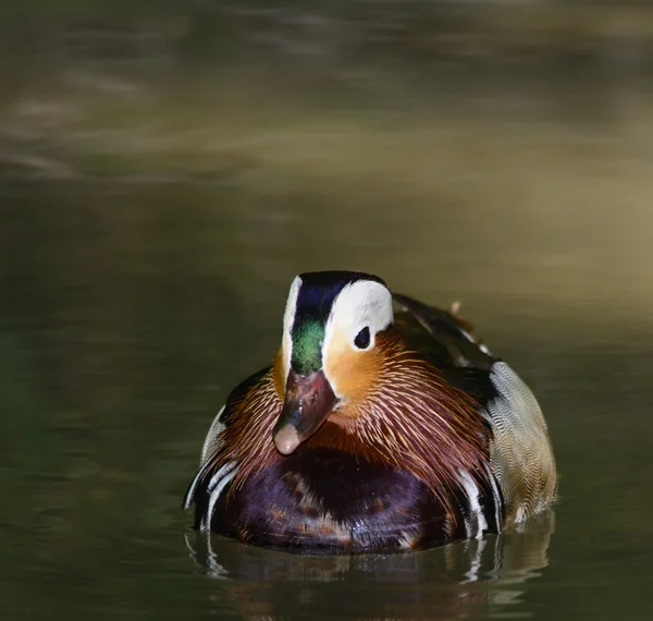 Mandarin duck — Stock Photo, Image