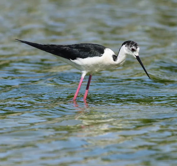 Himantopus — Stock Photo, Image