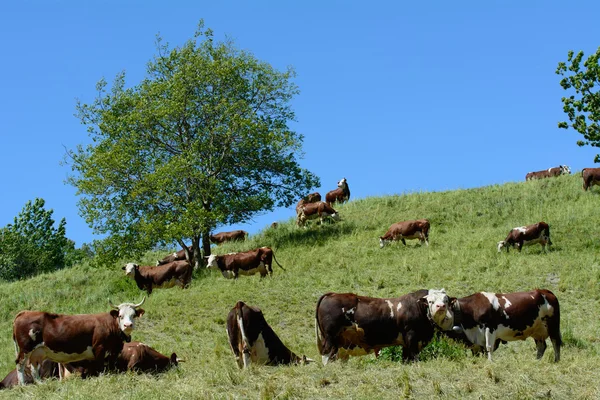 Dairy cows — Stock Photo, Image