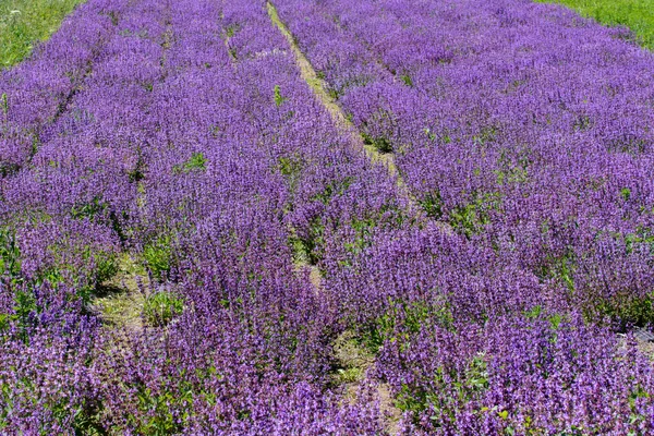 Salbei in voller Blüte — Stockfoto