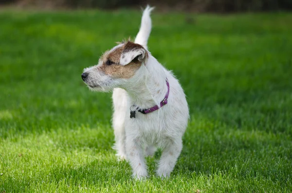 Jack Russell — Stock Photo, Image