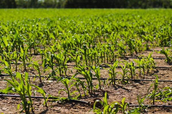 Irrigation of corn — Stock Photo, Image