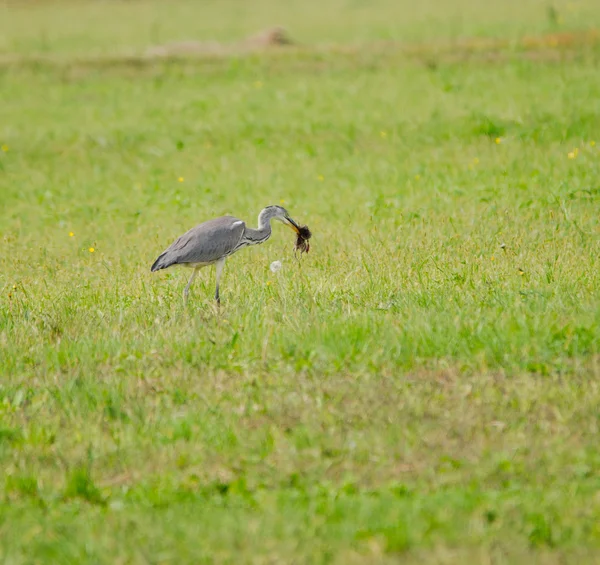 Heron with prey — Stock Photo, Image