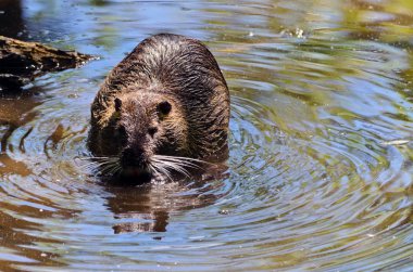 Nutrie