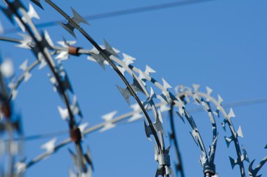 Champ de maïs à la récolte