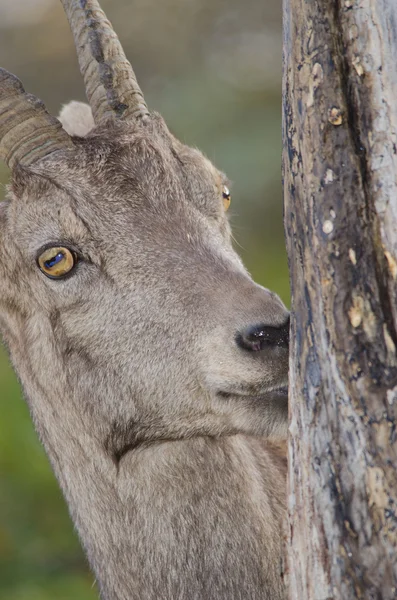 Ibex alpejski — Zdjęcie stockowe