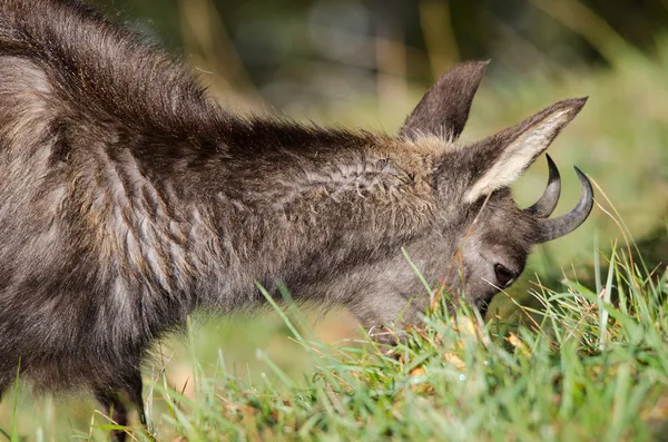 Chamois — Stok fotoğraf