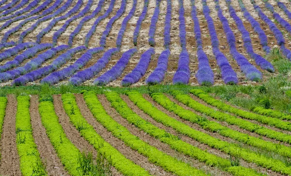 Majoran und Lavendel — Stockfoto