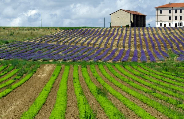 Majoran und Lavendel — Stockfoto
