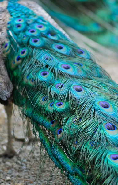 파란 공작 꼬리 — 스톡 사진