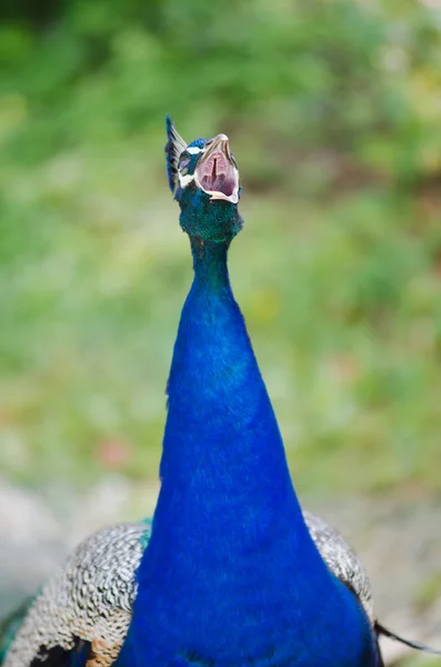 Pfau — Stockfoto