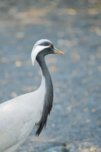 Crane maid — Stock Photo, Image