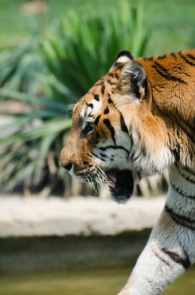Female tiger — Stock Photo, Image