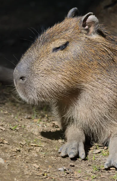 Kapybara — Stockfoto