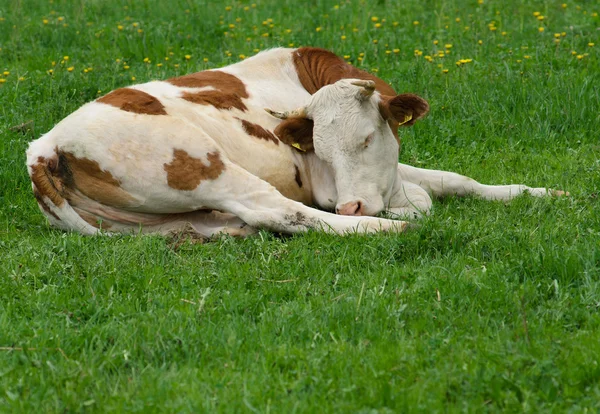 Vaches laitières — Photo