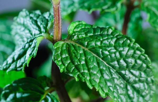 Mint leaves — Stock Photo, Image