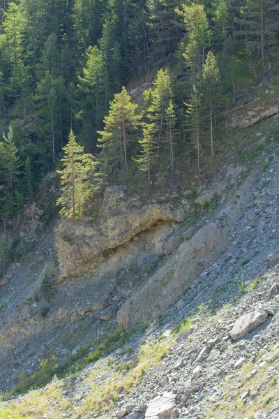 Mountain forest — Stock Photo, Image