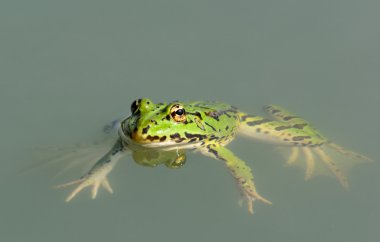 kurbağa