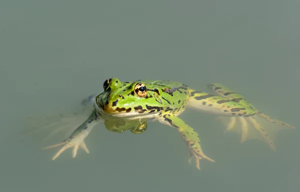 Frosch — Stockfoto