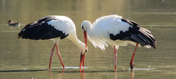 White Storks — Stock Photo, Image