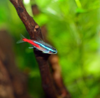 cheirodon innesi - neon balık